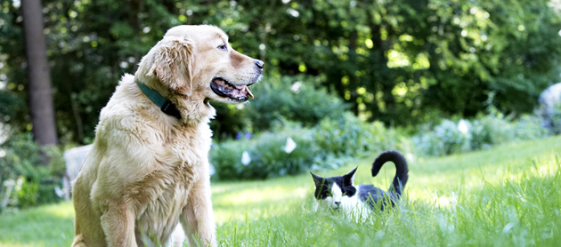 Outdoor hidden dog fence