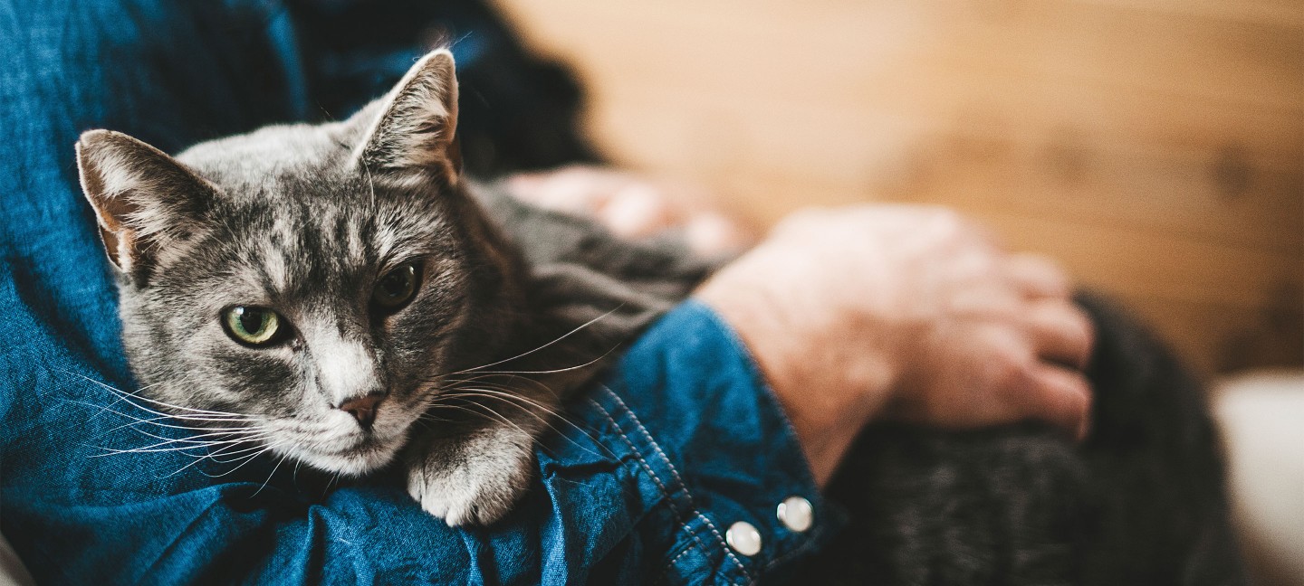 dw-about-cat