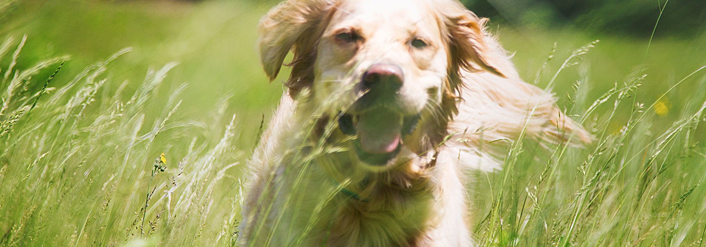 Dog Watch Hidden Fences