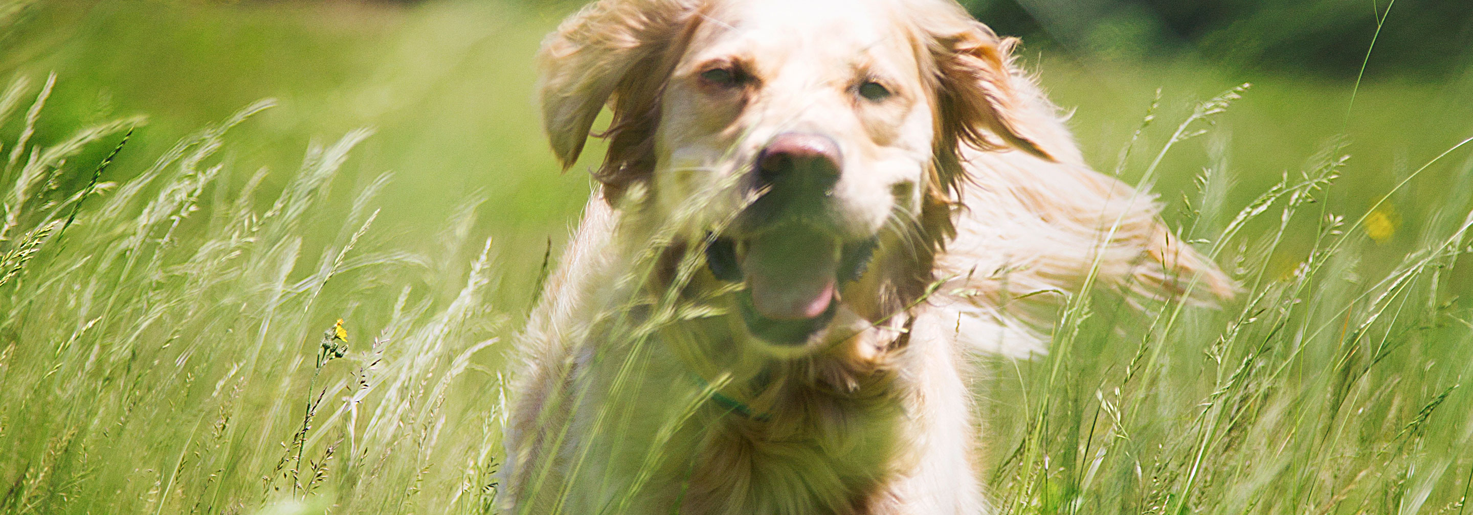 Dog Watch Pet Containment