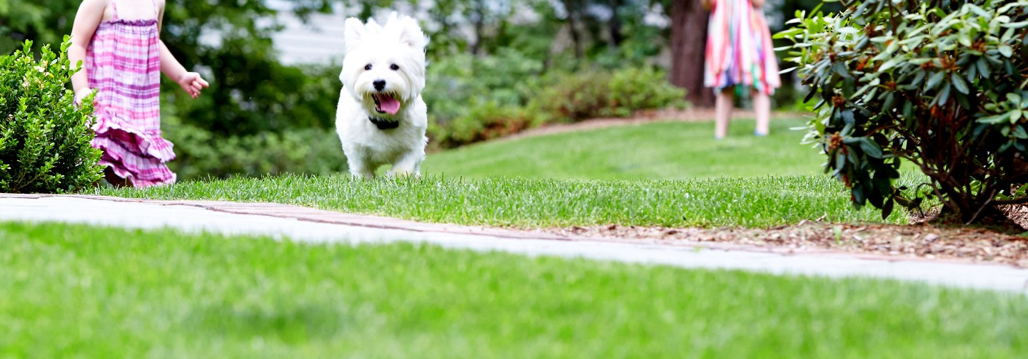 DogWatch NoBark Training Collar Frequently Asked Questions