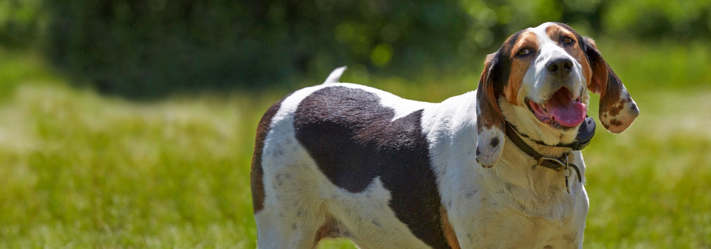 Owners' Guide for DogWatch BigLeash Remote Training Collar