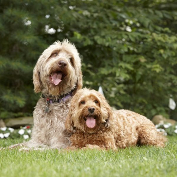 Andy Kriger & Scott Kriger DogWatch by Kriger Fence Picture