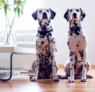 Dog Watch Pet Containment