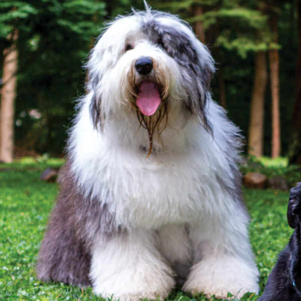 Mark Bridschge and Sue Marks DogWatch of Central Connecticut Picture