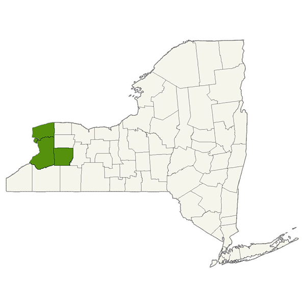 DogWatch of Buffalo and Niagara Service Area