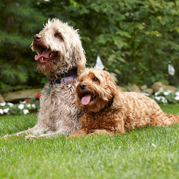 Jack & Teri Osantowski DogWatch by K9 Fencing of Michigan Picture