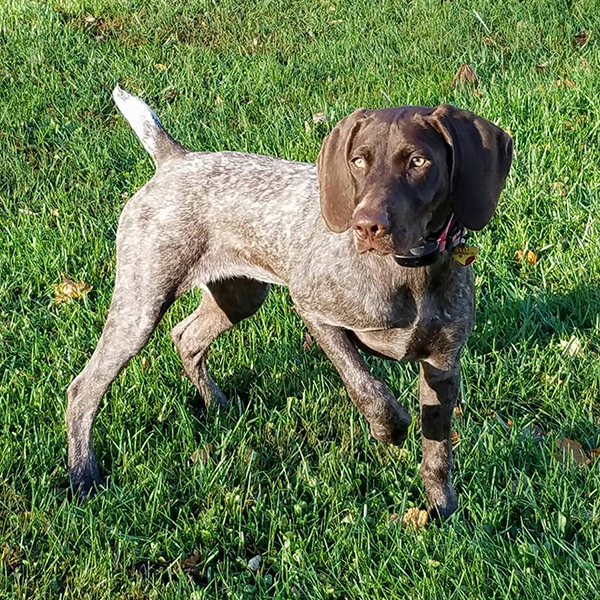 Walter Dembeck DogWatch of the West Virginia (WVA) Panhandle Picture