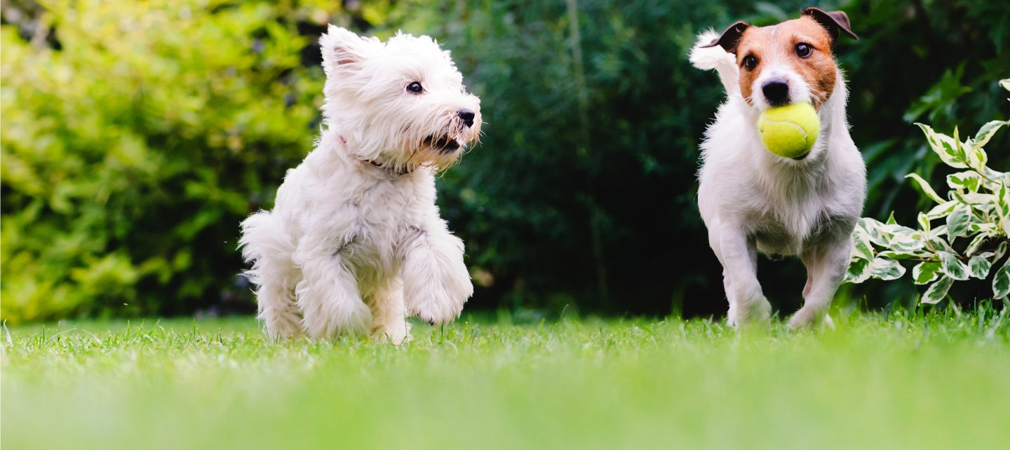 pet friendly electric fence