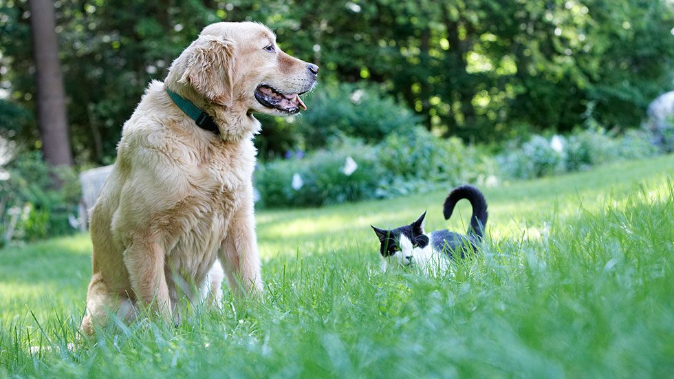 Hidden Fence Solutions for Senior, Deaf or Sensitive Dogs and Cats