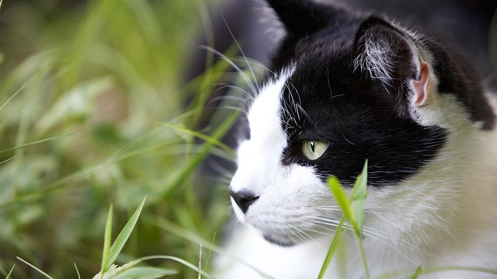 New Uk Study On The Impact Of Hidden Fences On Cats Dogwatch