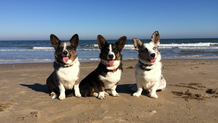 corgi dog collars