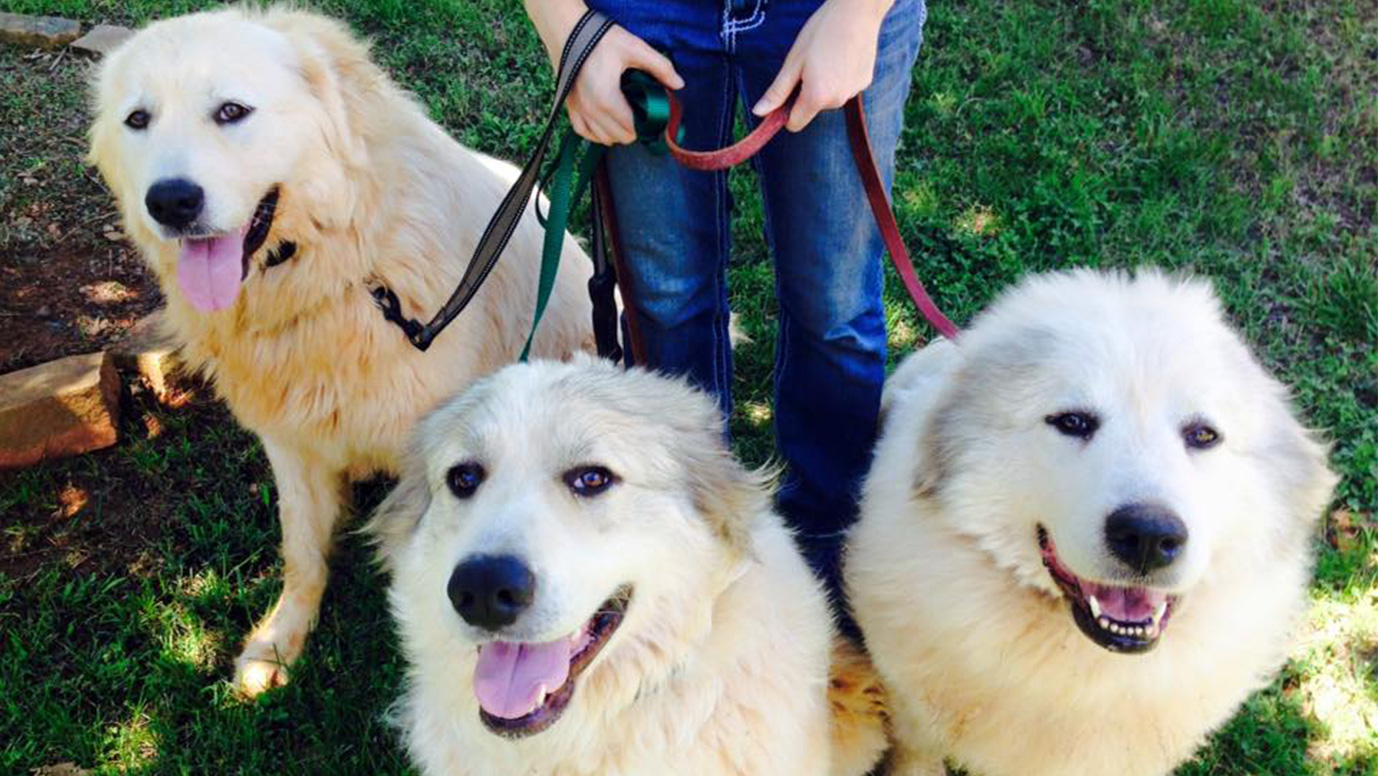 best leash for great pyrenees