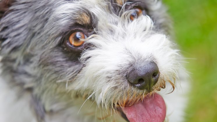 BlogDW-FeaturedImg-mutt-bandit
