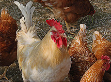Chickens-Flickr