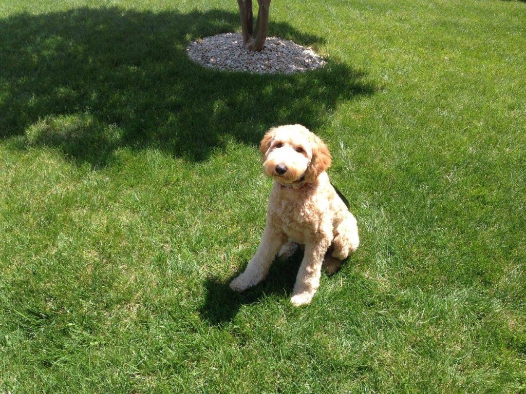 Max the Goldendoodle from DogWatch of Delaware
