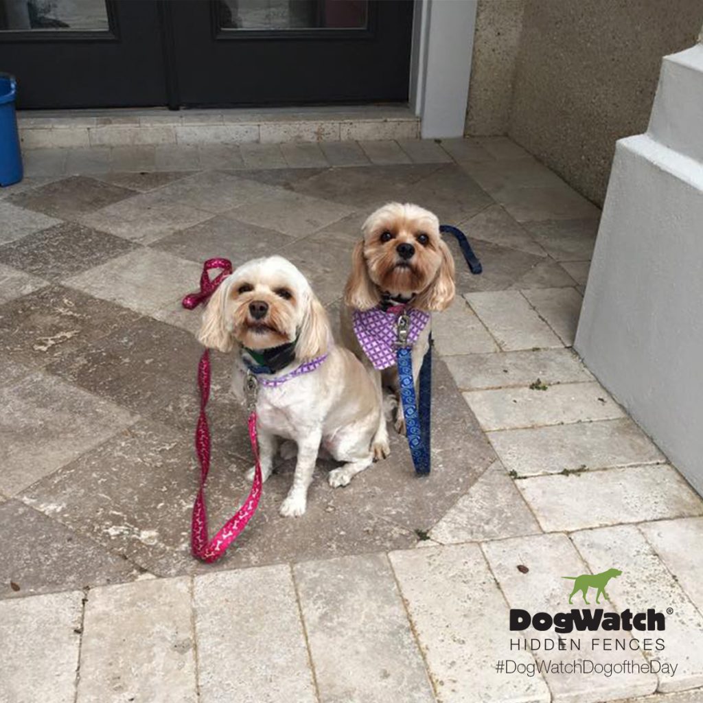 Daisy and Charlie, Cavapoos