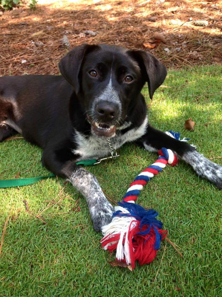 Annie the mixed breed dog