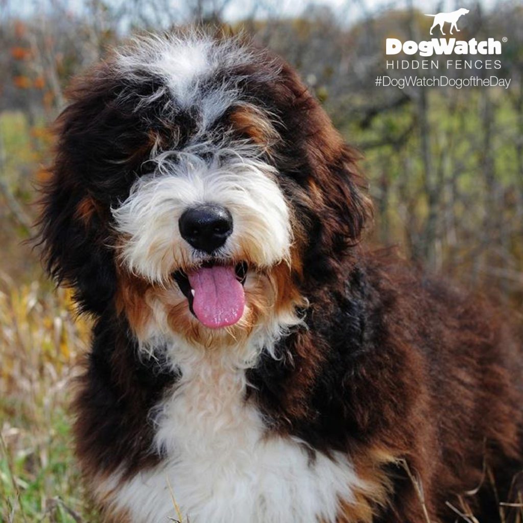 Sydni the Bernedoodle