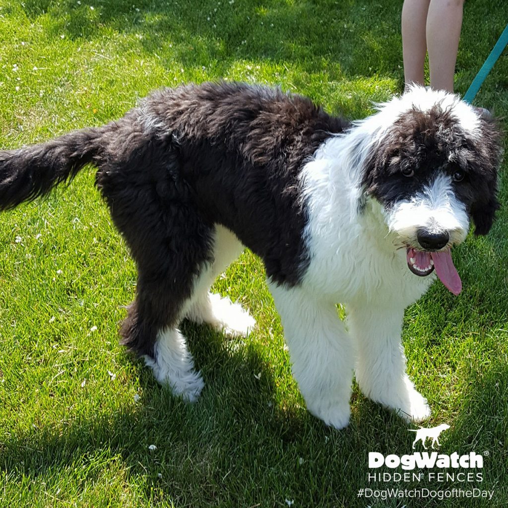 Rosie the Sheepadoodle