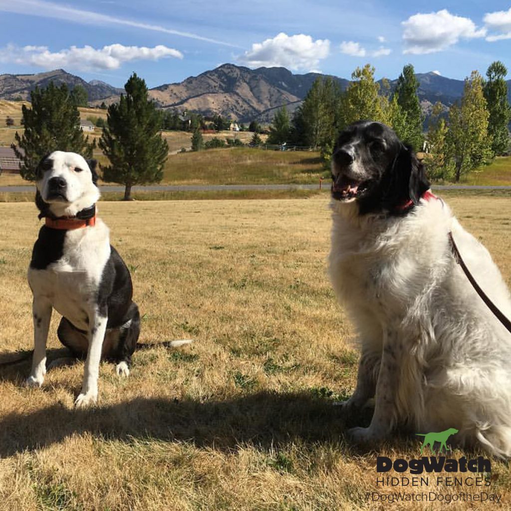 Buster and Sidney, Great Pyrenees mix and Pit Bull mix