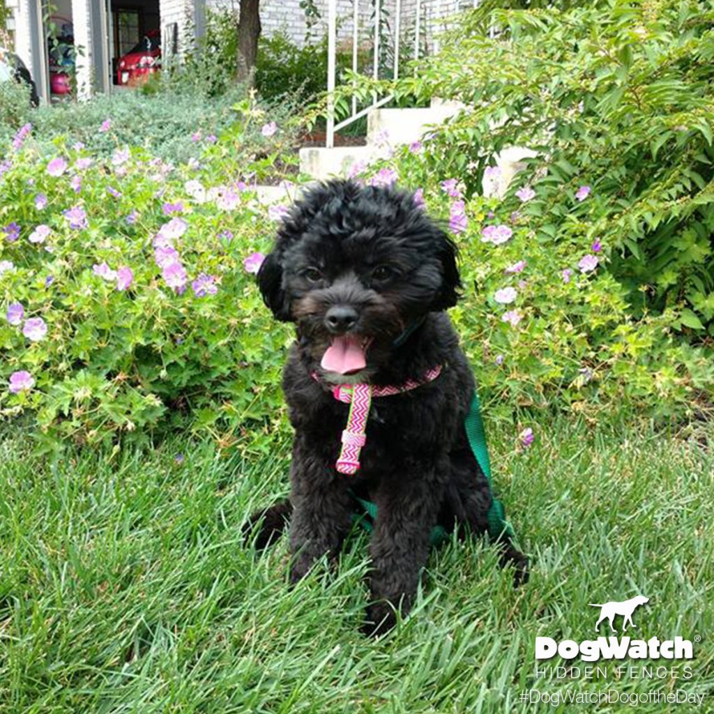 Ebony the Japanese Chinpoo