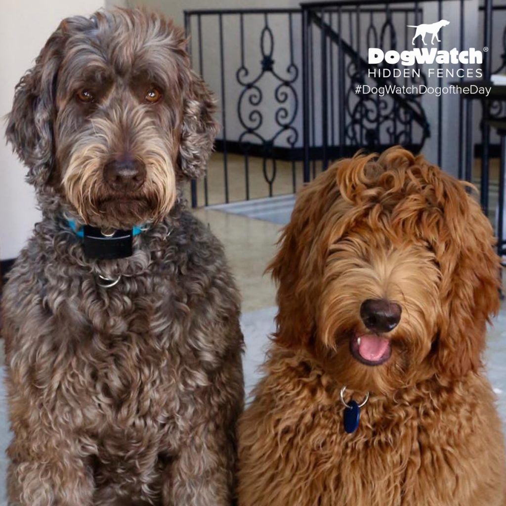 Apollo and Midas, Labradoodles