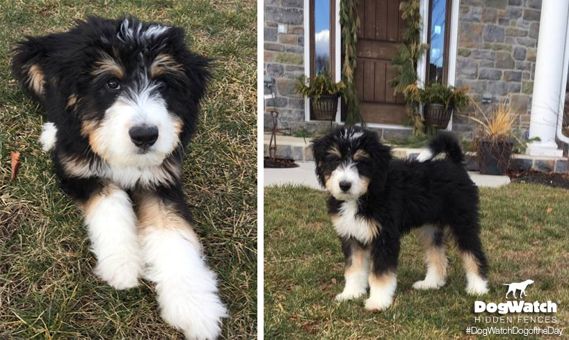 Stella the Bernedoodle