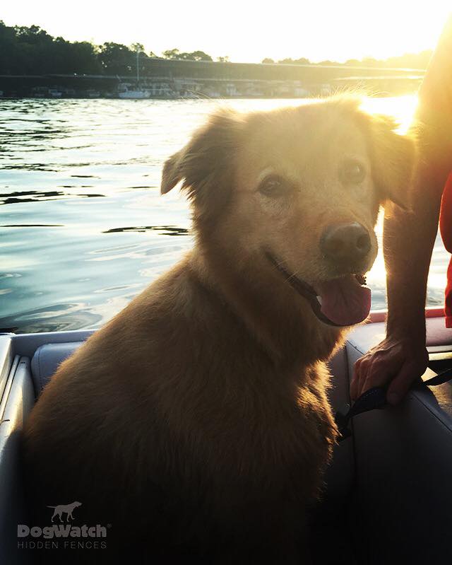 Copper the Golden Retriever mix