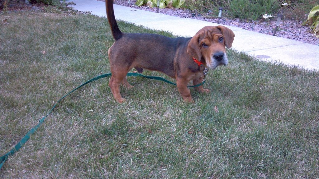 Leo the Shar Pei/Basset Hound mix