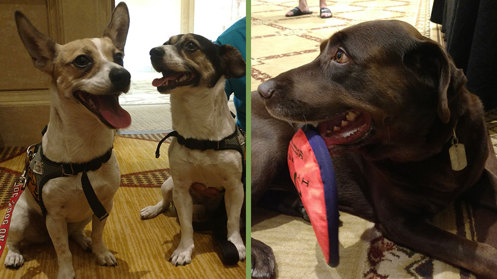 DogWatch Dealer Meeting canine attendees