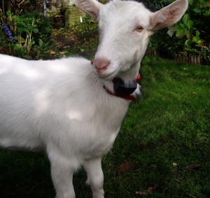 goats-holland-edited-300x283