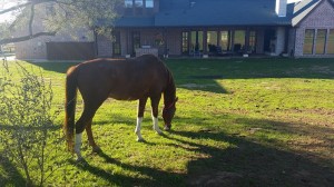 horse-fence-tx-300x168