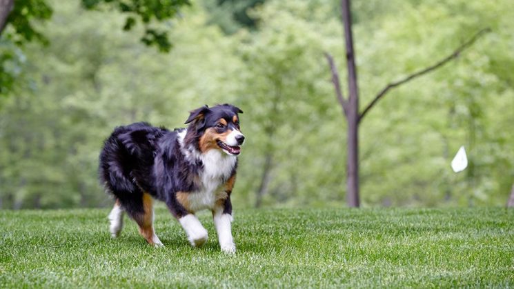 magic-nellie-1-980×551