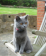 new-cat-image-2-uk