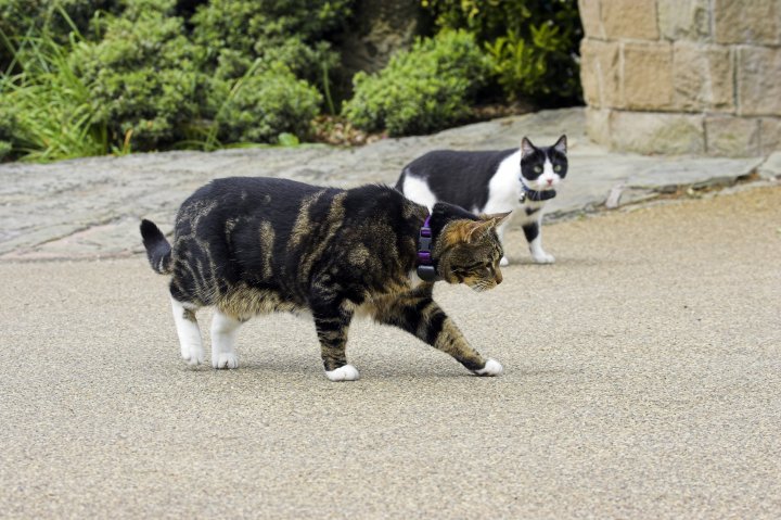 Two cats using DogWatch Hidden Fence systems