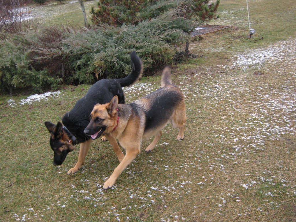 German Shepherds Solo and Bella playing the yard