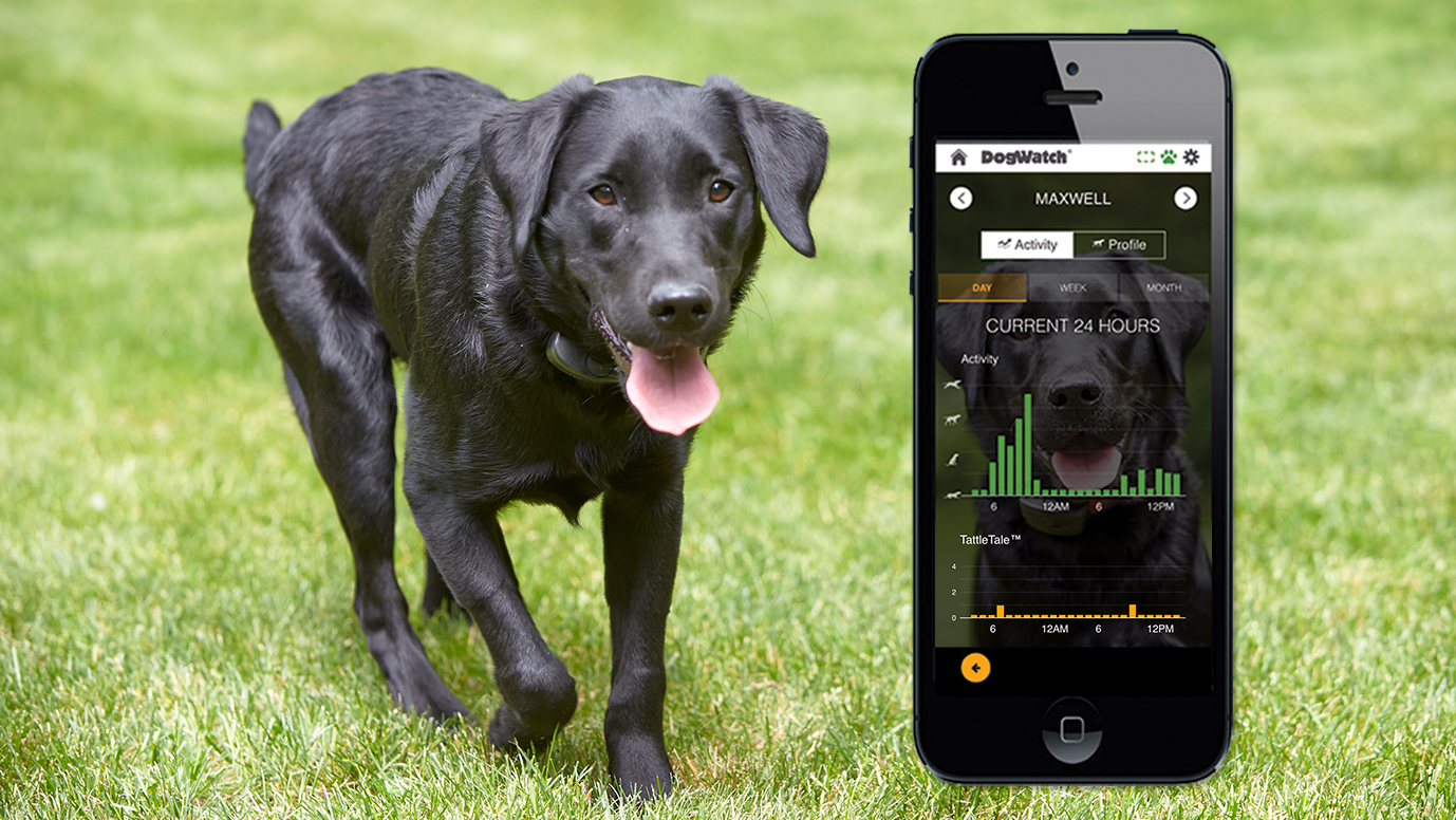 dogwatch smartfence
