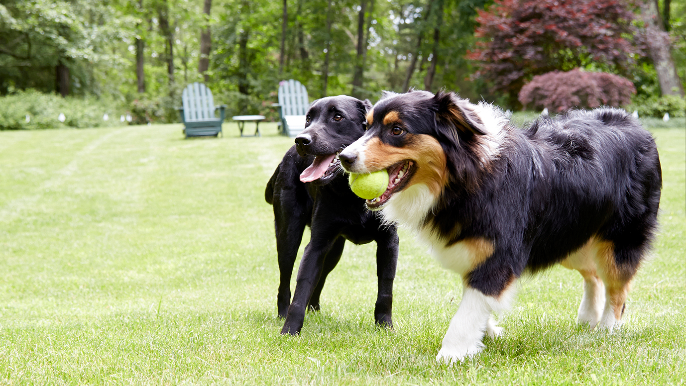 Top 6 Hidden Fence Myths Addressed Dogwatch Top 6 Hidden Fence Myths Addressed Dogwatch