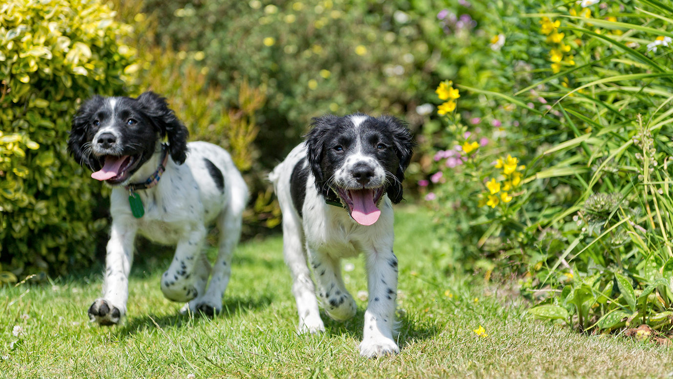 Invisible Fence Blinking Green Light Go Green Collections