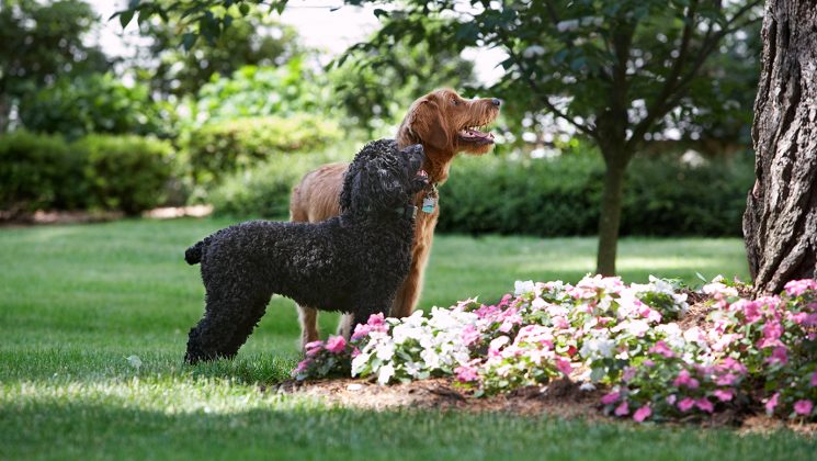 Dog Out Of Your Garden With Dogwatch, Invisible Fence To Keep Dog Out Of Garden