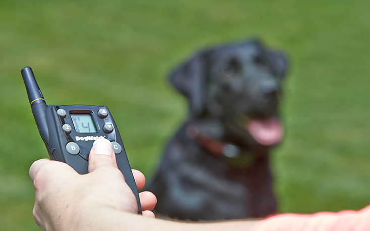 BigLeash Remote Trainer