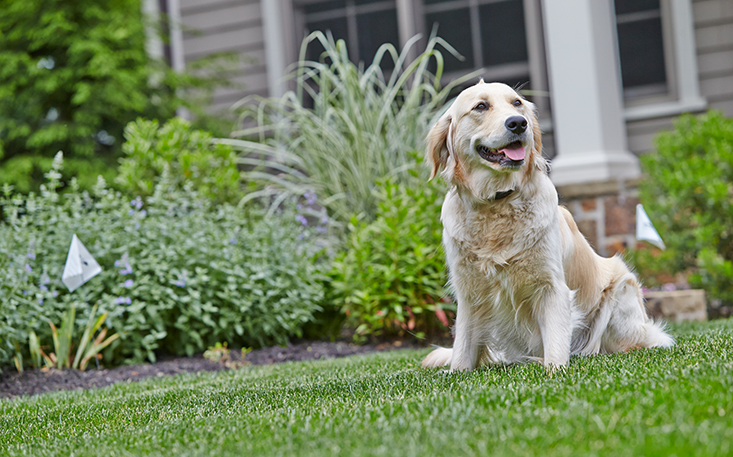 Margo the Golden Retriever