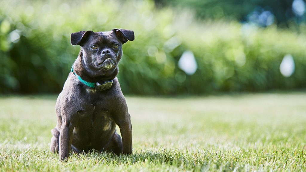 Lucy 2 the pug-miniature pinscher mix