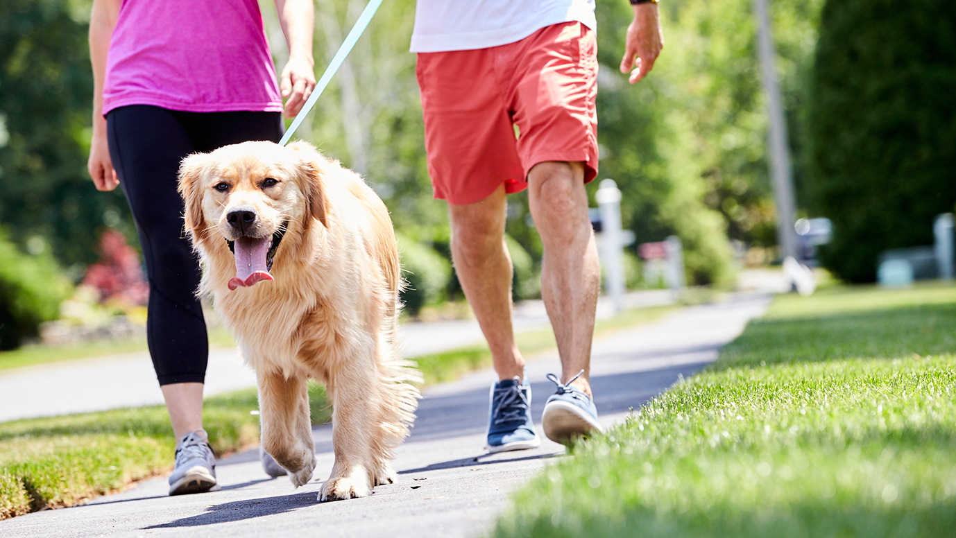 Sidewalker leash hotsell trainer
