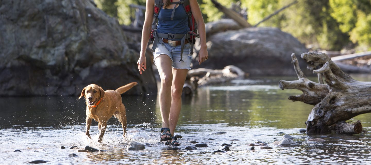 Train Your Dog Using Remote Training Collars from DogWatch