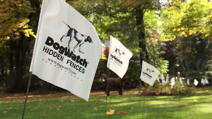 BlogDW-FeaturedImg-Flags Close up of white DogWatch Hidden Fence flags with brown Labradoodle in background
