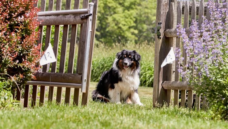 BlogDW-FeaturedImg-BindiGate Australian Shepherd dog waiting in front of open gate