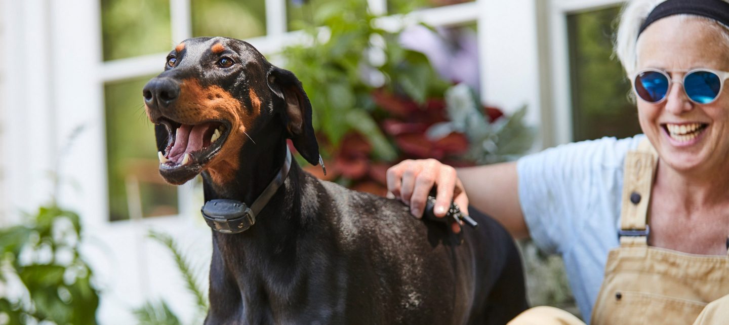 Premium Dog Training Collars with Remote DogWatch