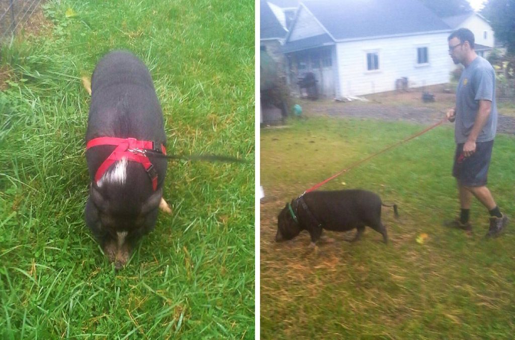 pet pig customers from DogWatch of Susquehanna Valley